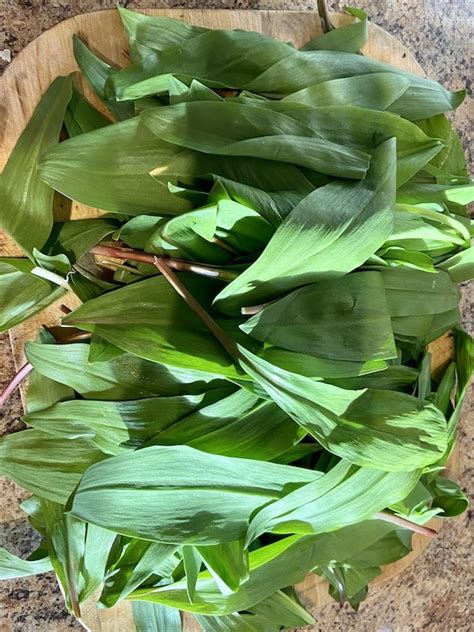 wilddev leaks|Ultimate Guide to Wild Edibles: Wild Ramps